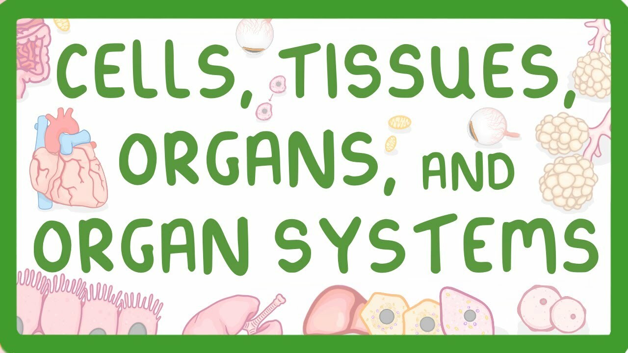 GCSE Biology - Levels of Organisation - Cells, Tissues, Organs and Organ Systems